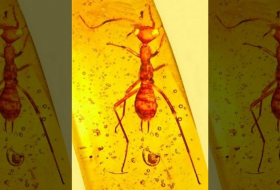 Scientists discover `alien` insect in amber from 100 million years ago 